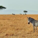 zebra in wild