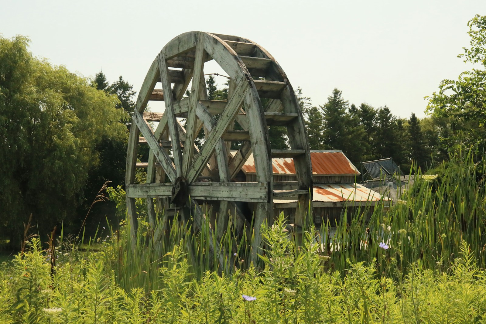 A wooden roller coaster in a field of tall grass