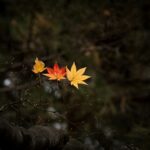 a couple of leaves that are on a tree